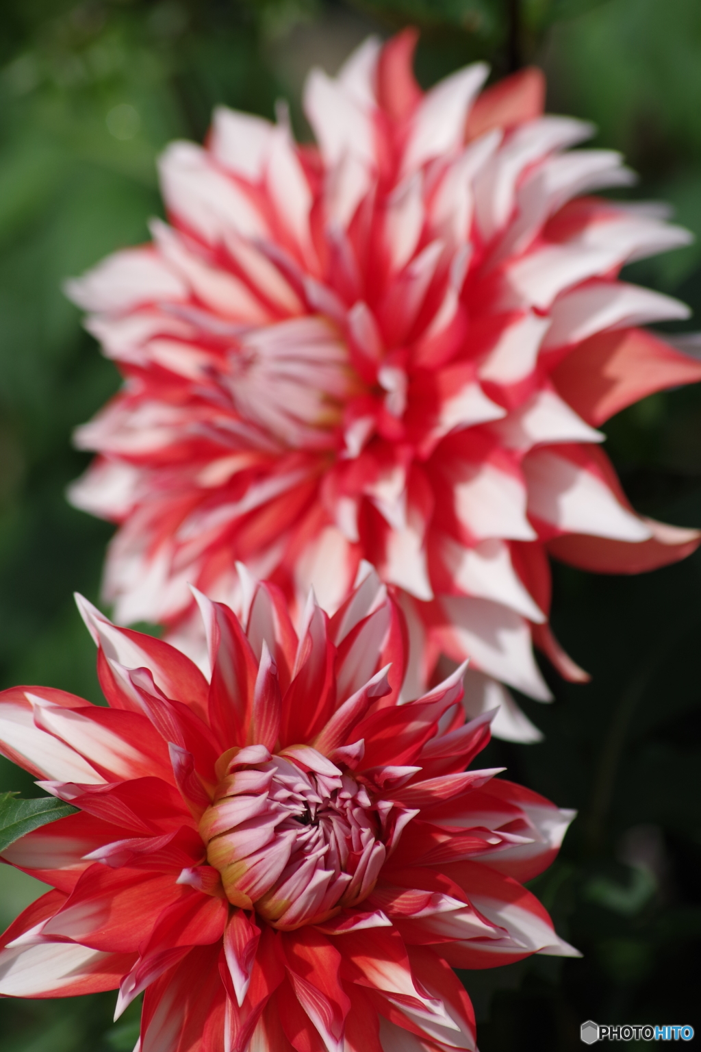 秋の忘れ物‐シンドバッド