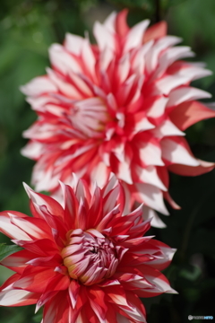 秋の忘れ物‐シンドバッド