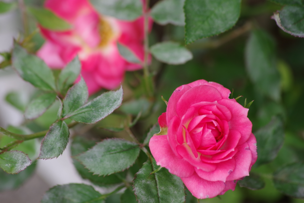 住宅街のバラ-5