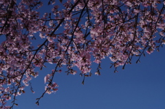 青空に桜色いろいろ-1