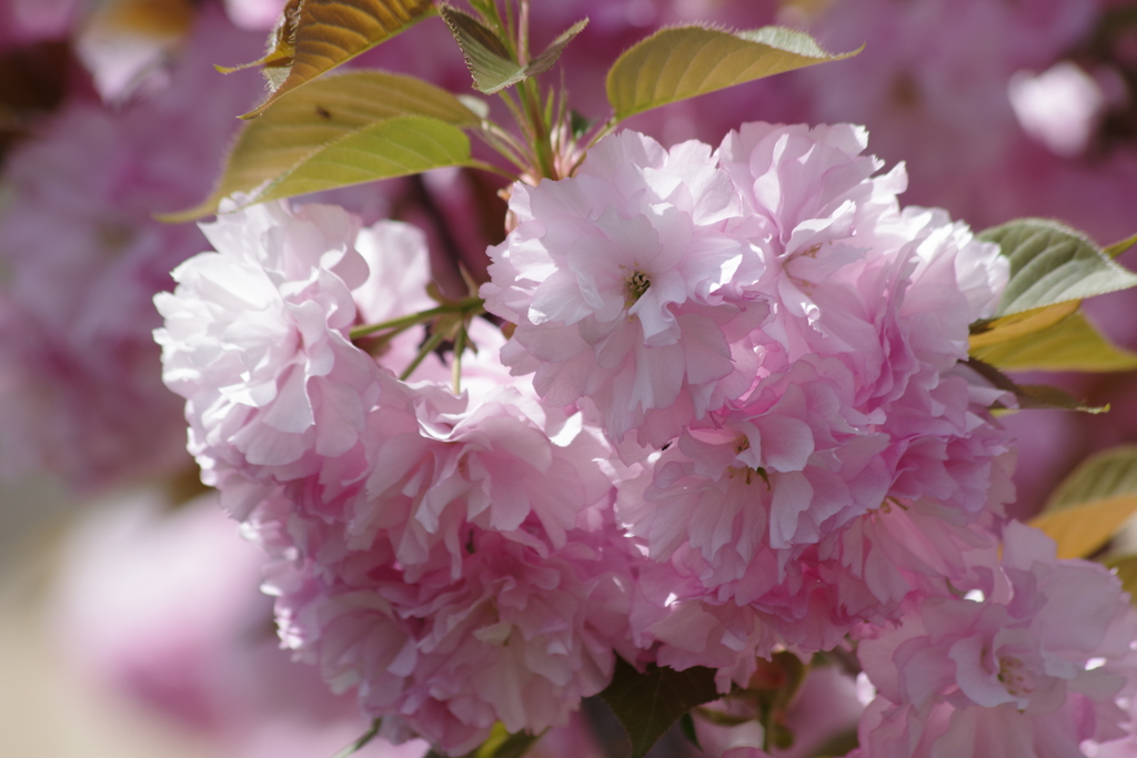 花散歩-八重桜