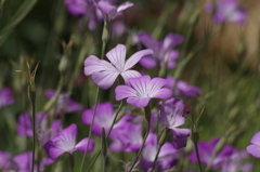 2018.6.14の花散歩‐麦撫子