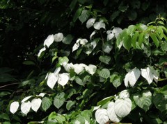 白い葉・緑の葉