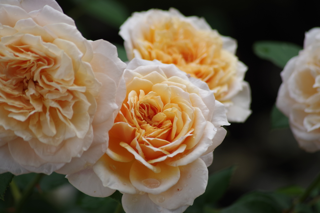 6/16 年の暮れにイングリツシユガーデン