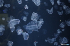 クラゲ水族館-カブトクラゲ