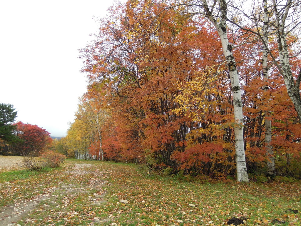 蔵王・坊平高原の紅葉　