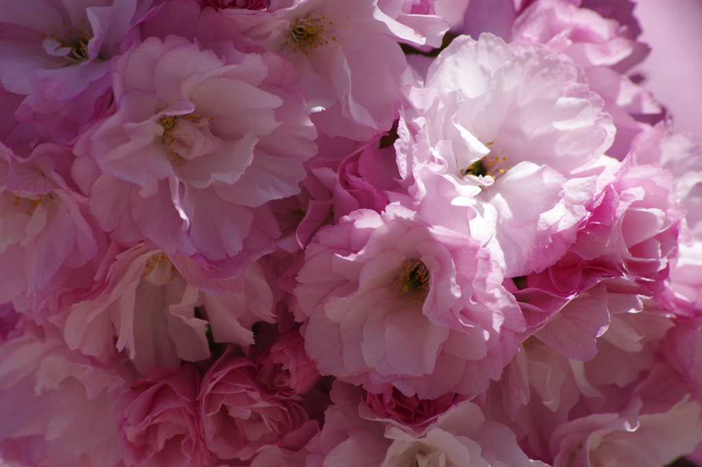 子安堂の桜-5
