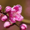 春を待つ心₋花桃