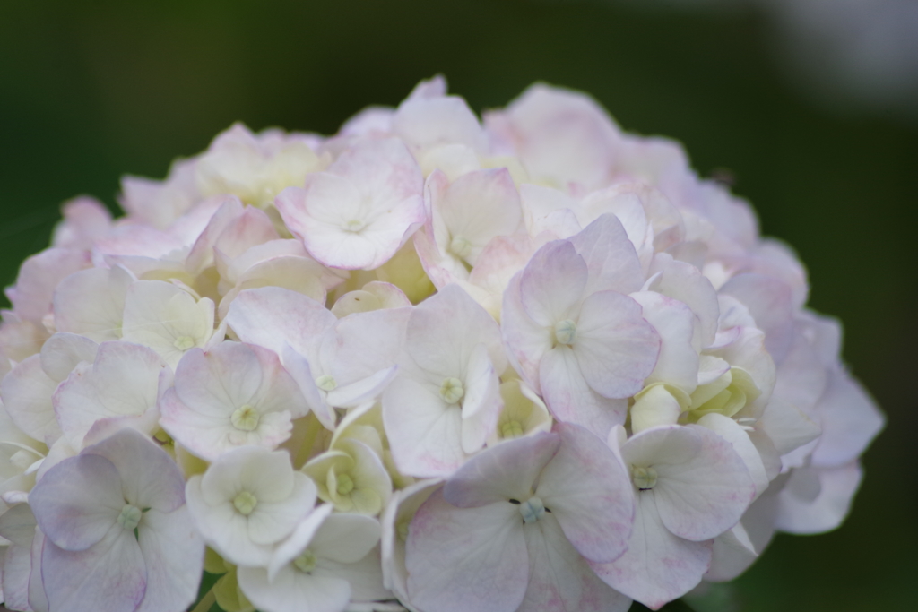 花散歩‐紫陽花16