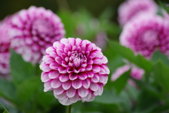 山形のダリア₋花舞妓