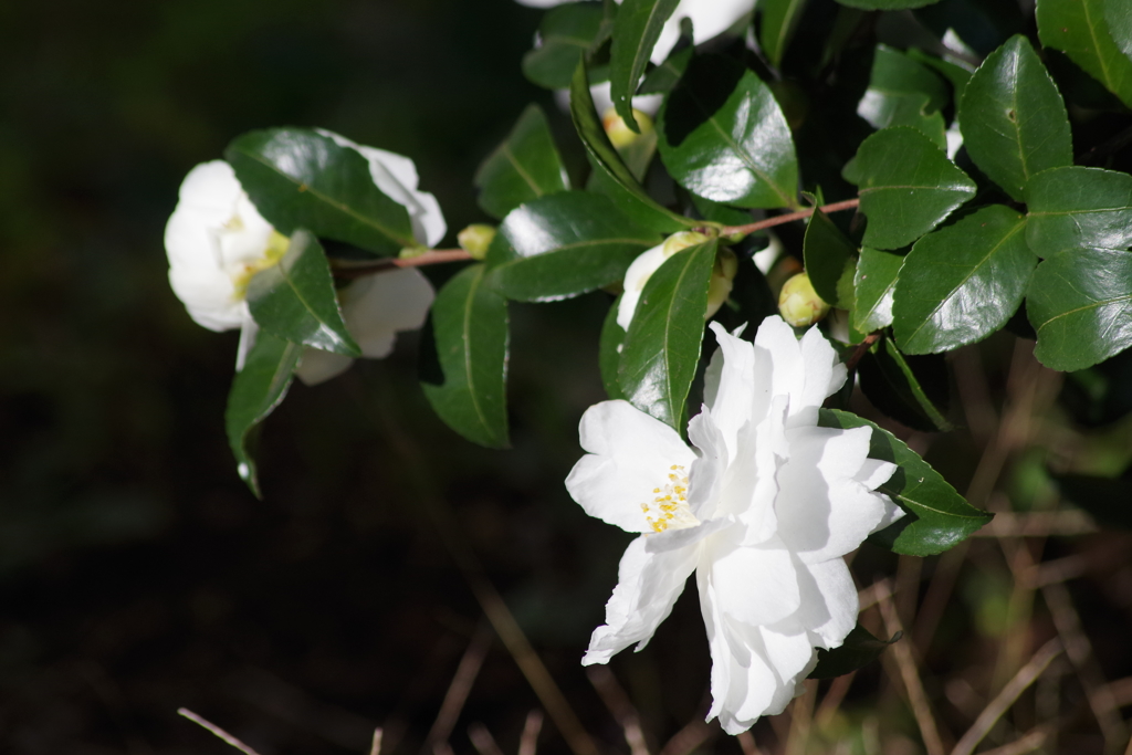 寒風に咲く‐山茶花4