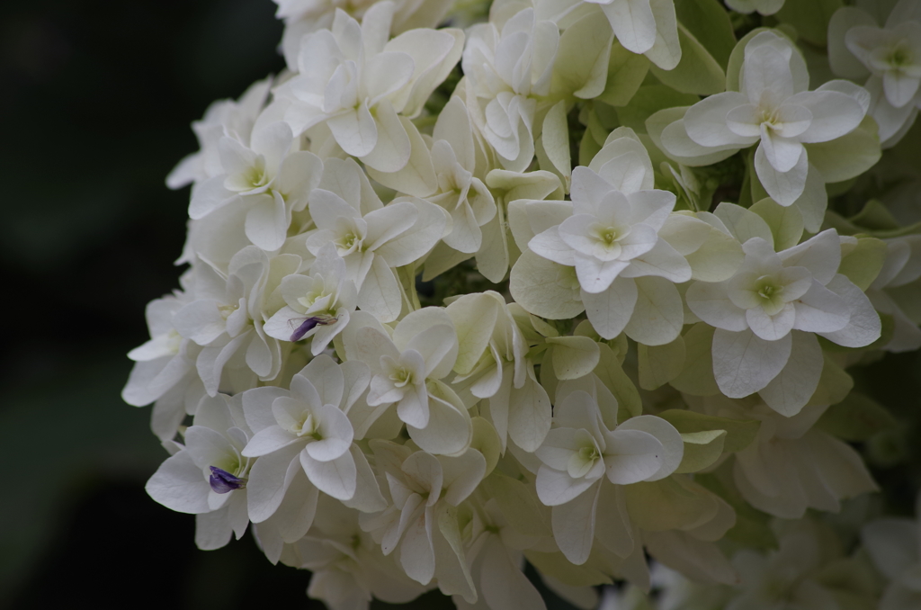 2018.7.5の花散歩‐白い紫陽花