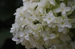 2018.7.5の花散歩‐白い紫陽花