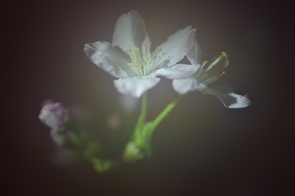 春を先駆けて-啓翁桜5