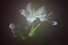 春を先駆けて-啓翁桜5