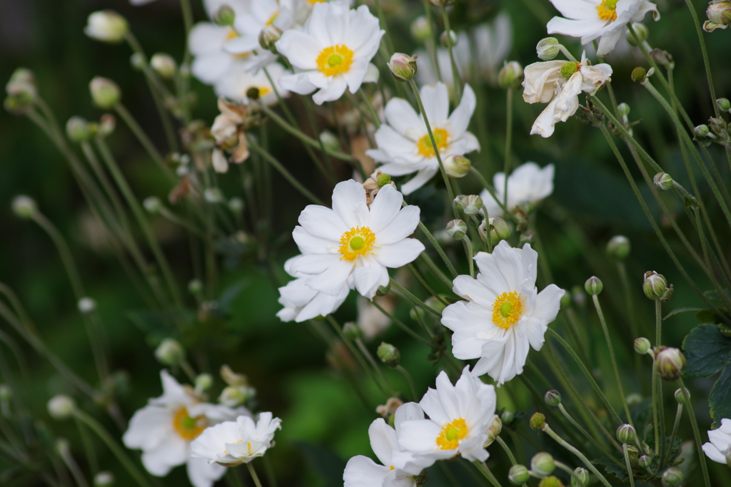 花散歩⁻秋明菊