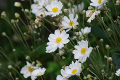 花散歩⁻秋明菊