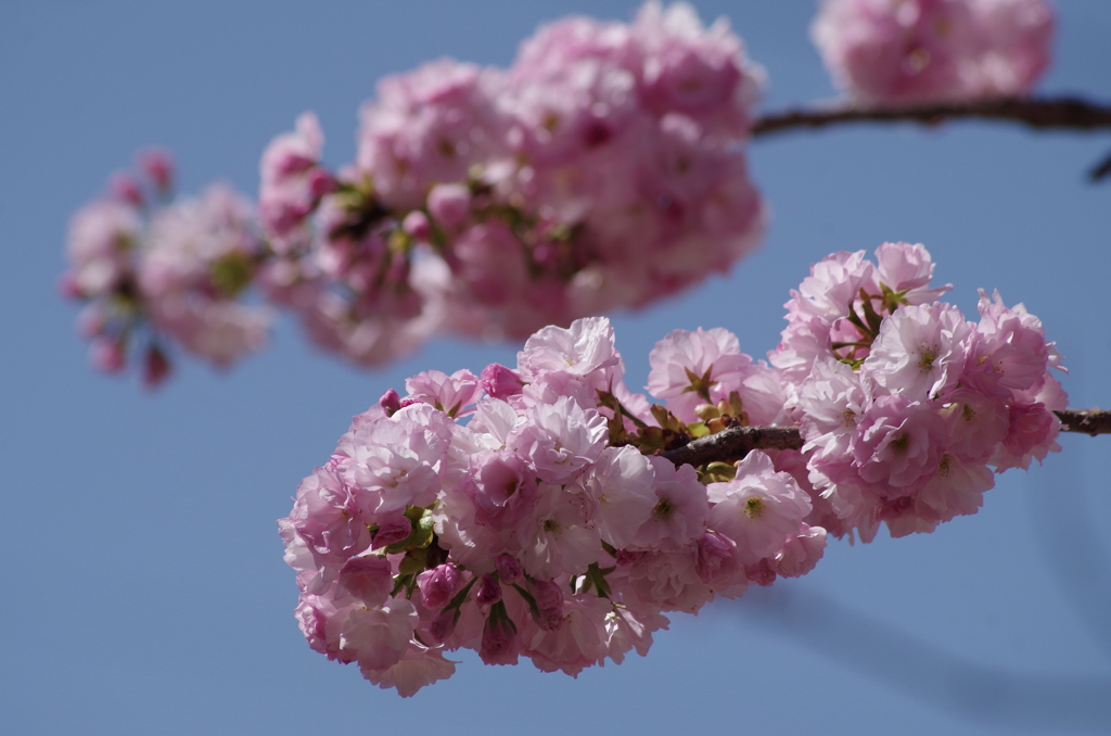 春を待つ心‐子安観音堂の桜