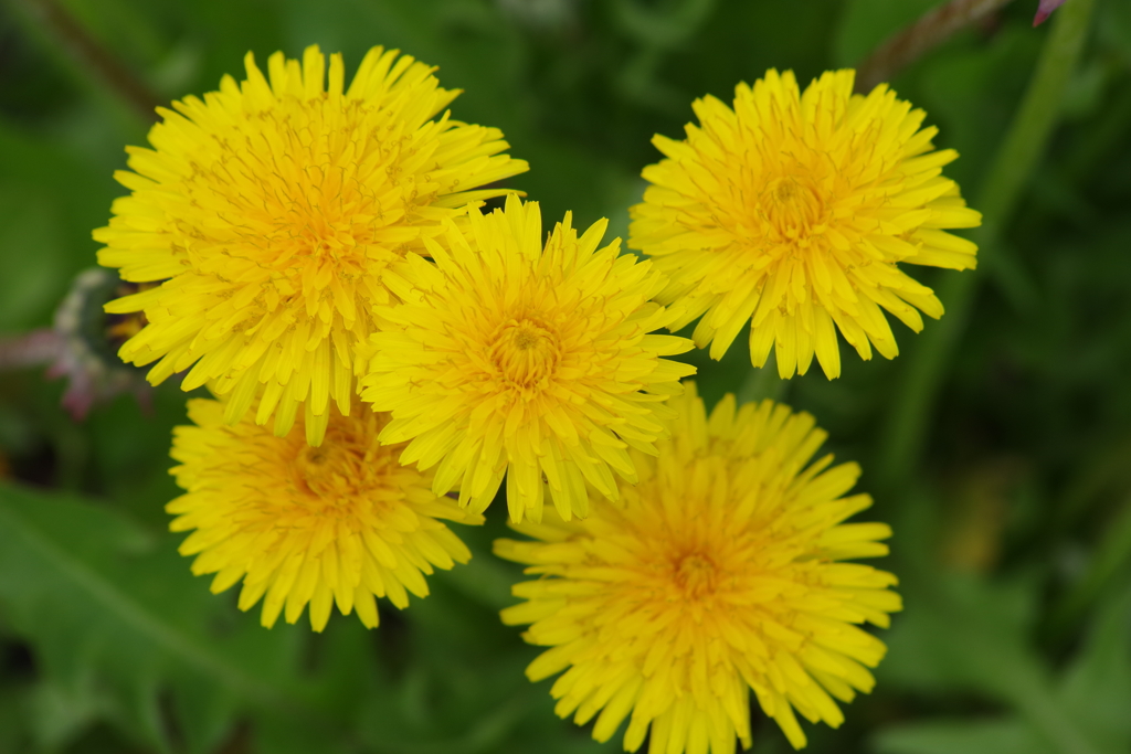 花散歩-元気花に元気をもらった