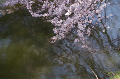 お堀の桜-8