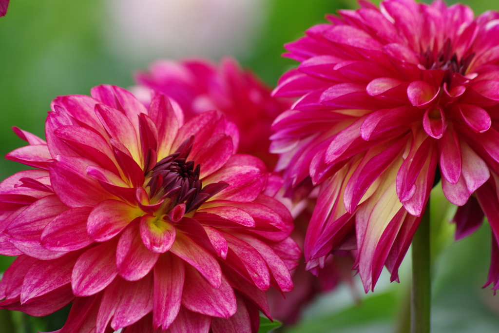 秋田ブランド-NAMAHAGEオーブ