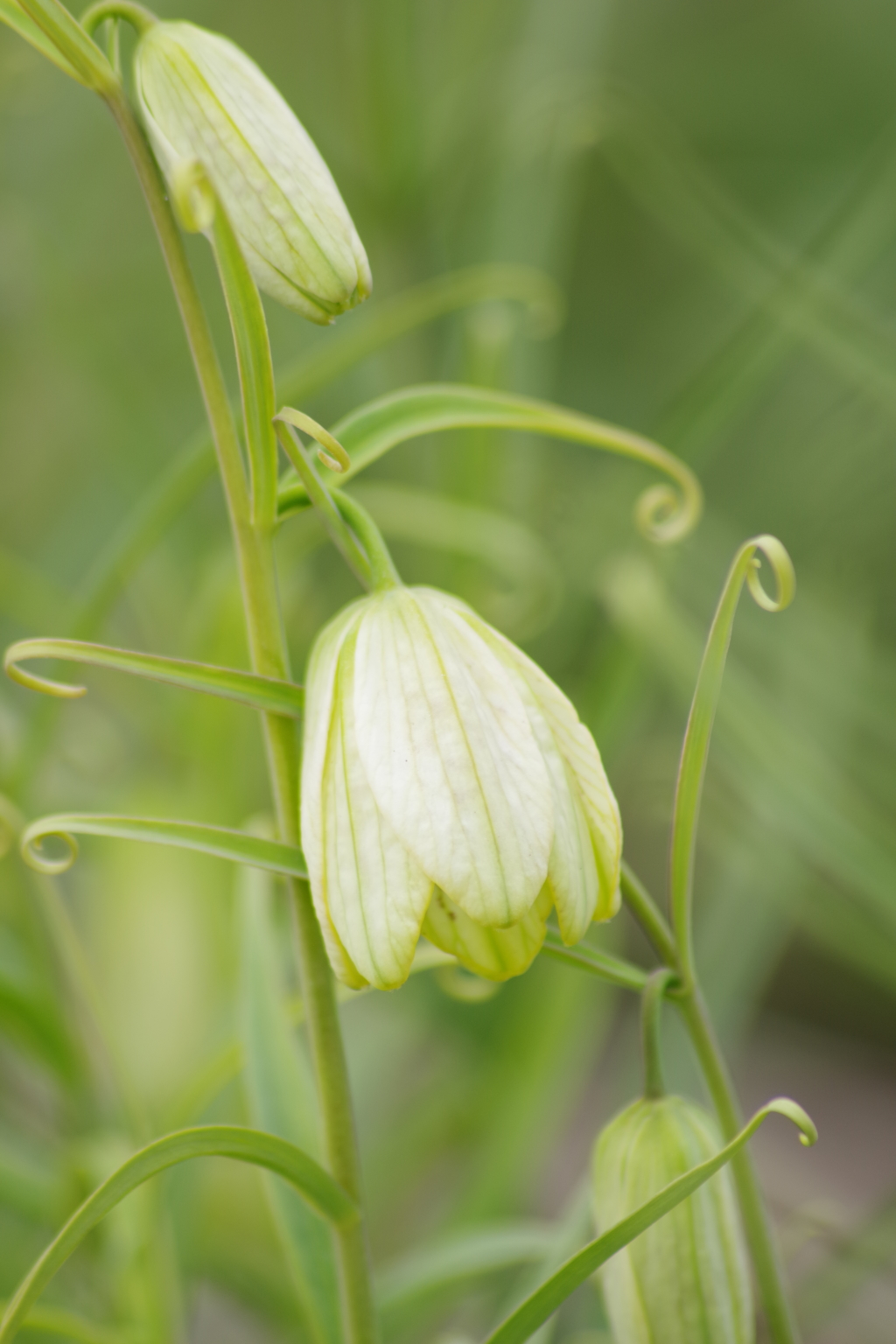 薬用植物園の春‐アミガサユリ