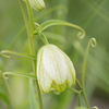 薬用植物園の春‐アミガサユリ