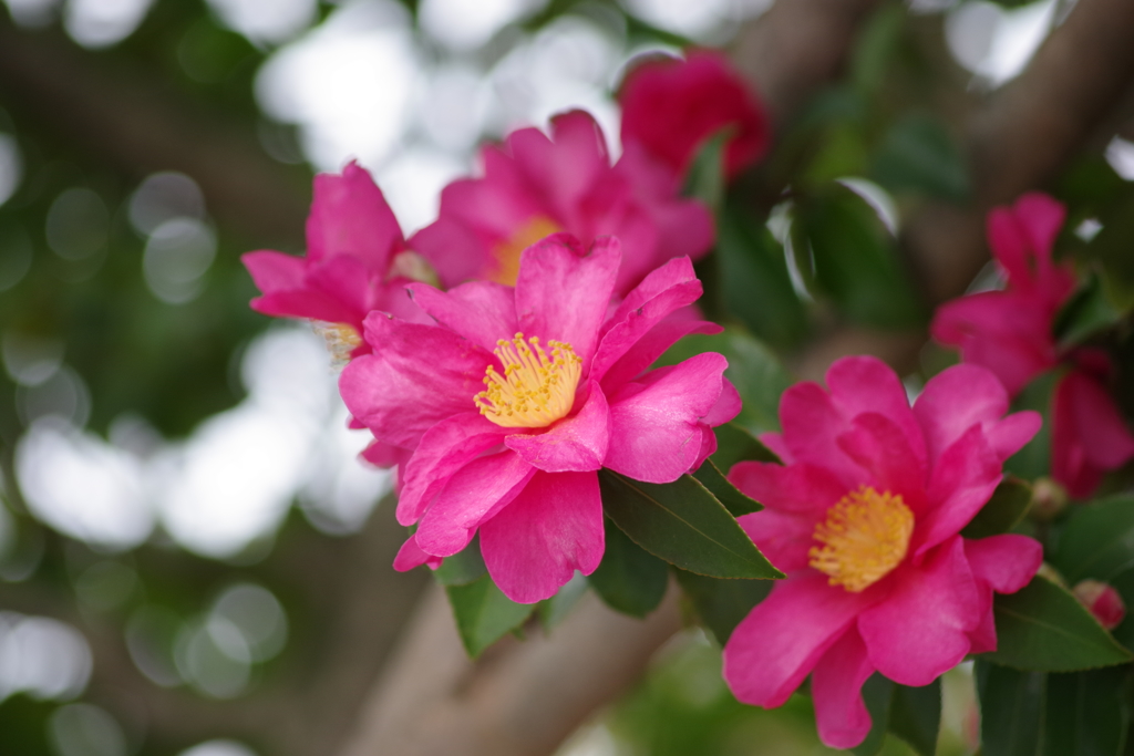 花散歩‐赤い山茶花