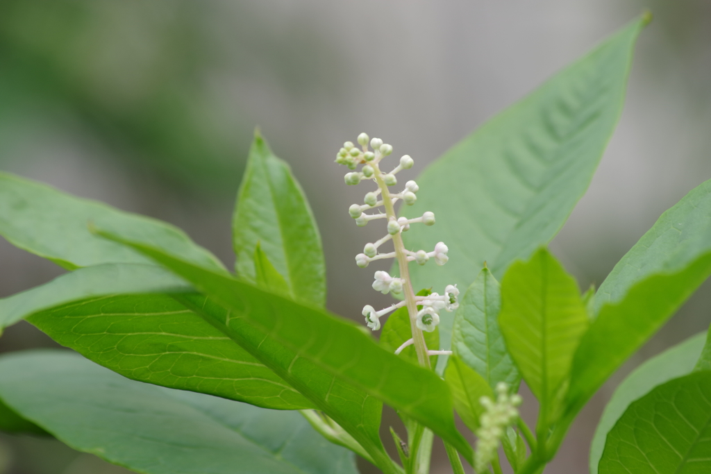 花散歩‐ヨウシュヤマゴボウ