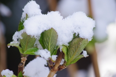 春の雪-紫陽花の若芽