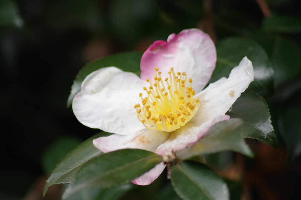 花散歩‐山茶花1