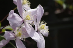 花散歩‐クレマチス