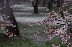 桜と雪