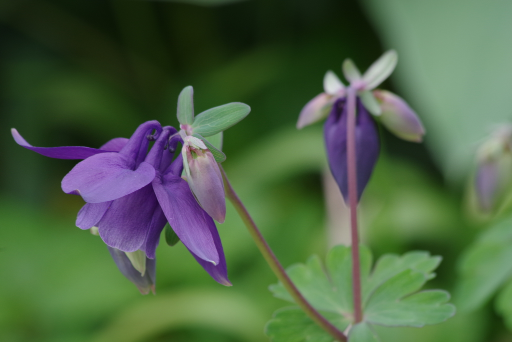 花散歩-オダマキ