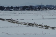 餌場