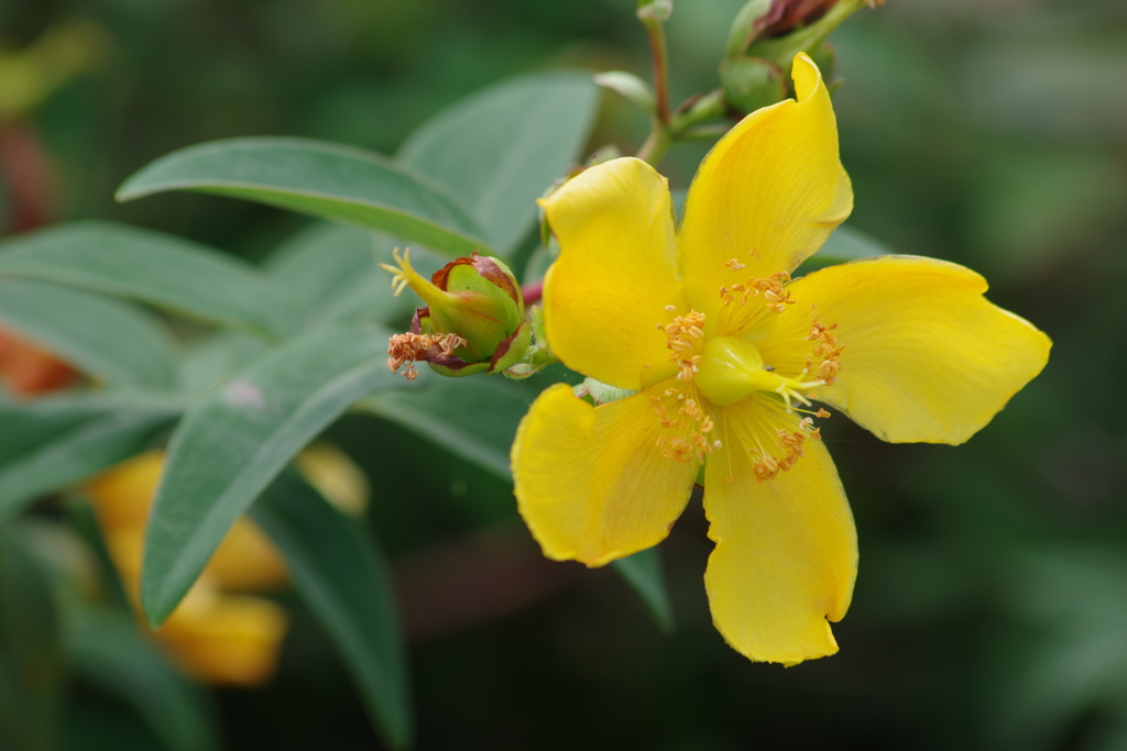 花散歩‐タイリンキンシバイ1