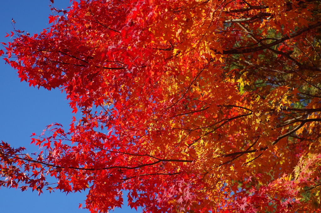 紅く燃え-いろはもみじ11