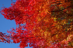 紅く燃え-いろはもみじ11