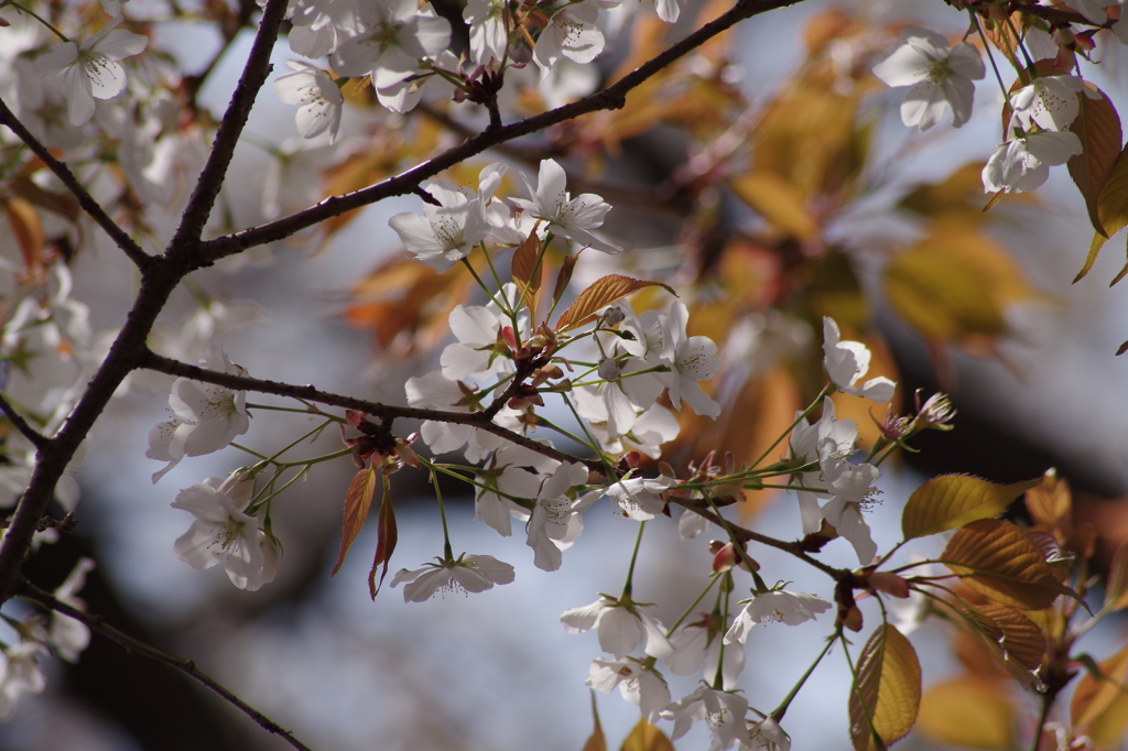 桜花-4