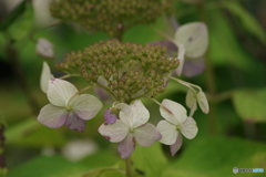 紫陽花の秋の彩-4
