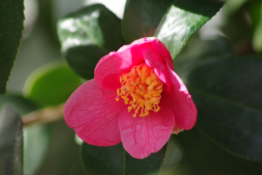 花散歩‐小さな赤い椿