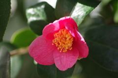 花散歩‐小さな赤い椿