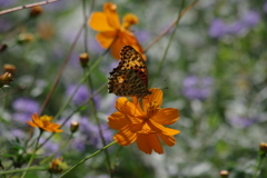 花散歩‐キバナコスモスと蝶2