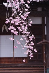 枝垂れて春