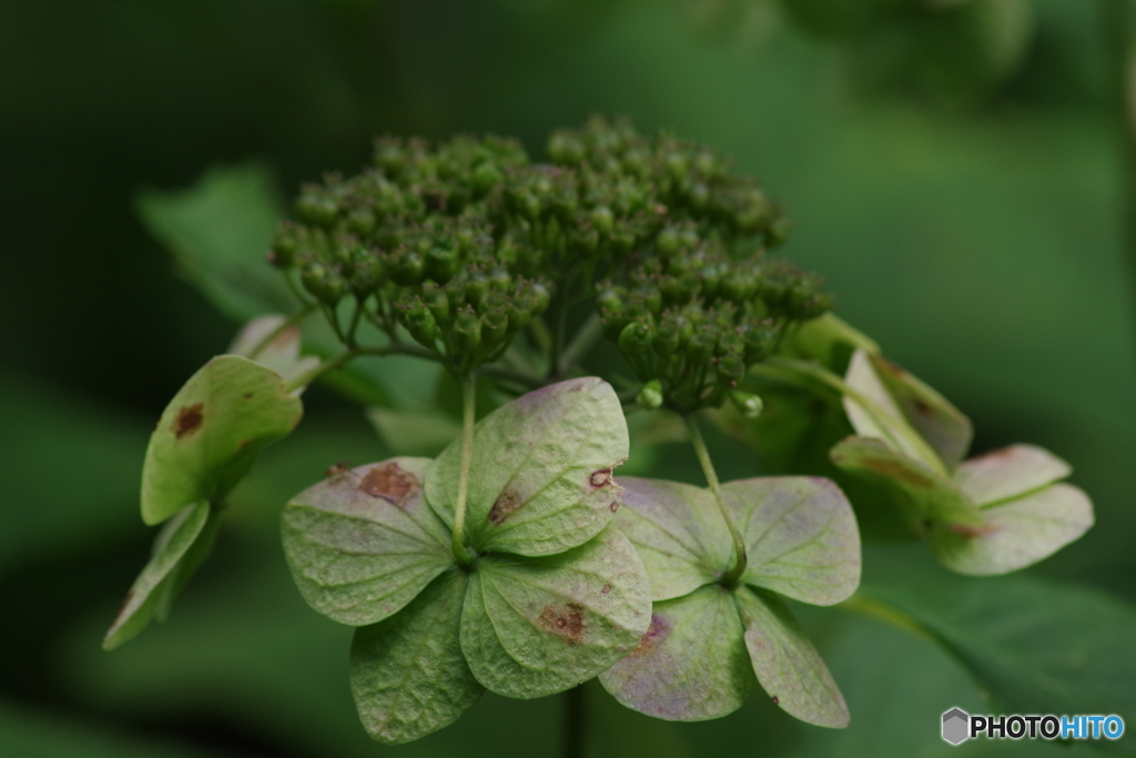 紫陽花の秋の彩-5