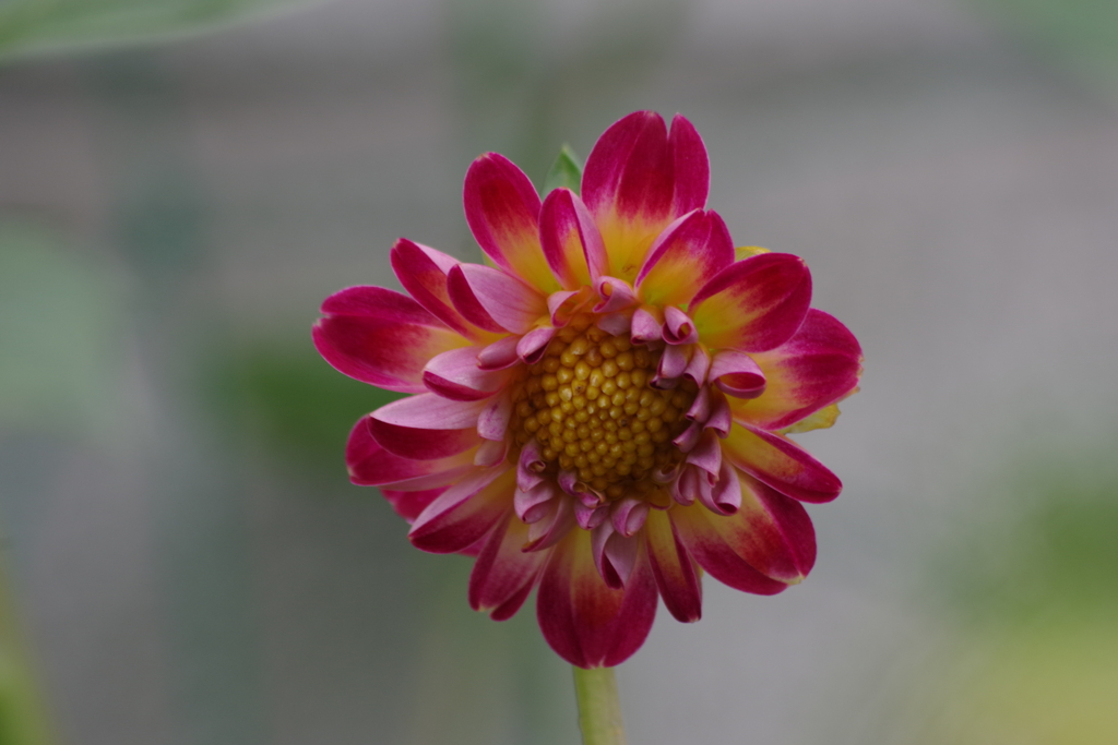 種からのダリア-二鉢目2