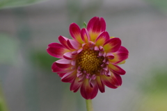 種からのダリア-二鉢目2