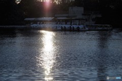吉祥寺・井の頭公園の冬日-2