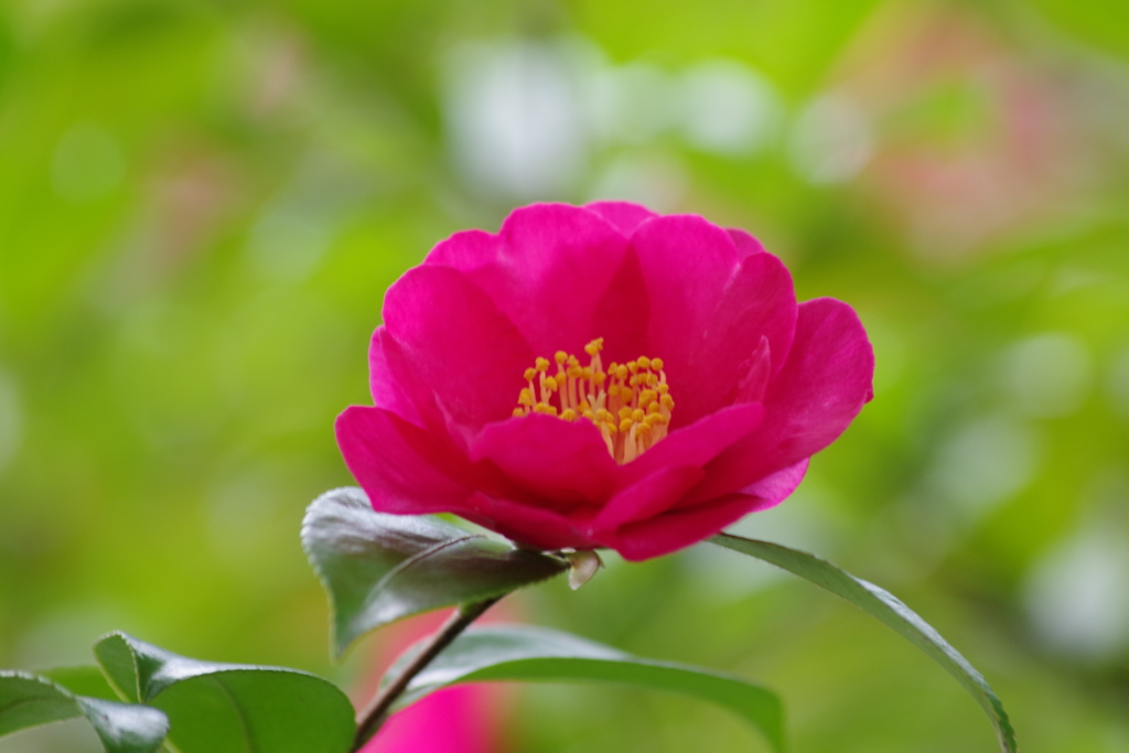 2021年の今頃‐山茶花