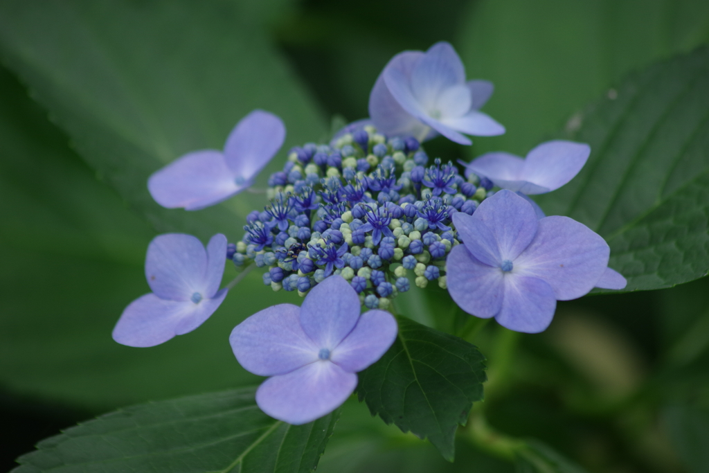 盛夏の野草園‐見頃のアジサイ